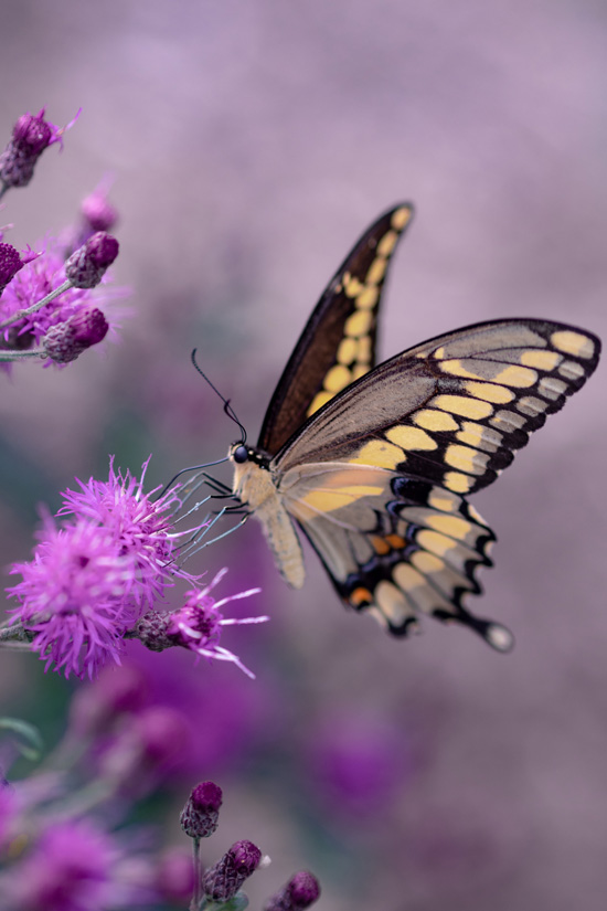 Les nuances du JE - Parcours transformationnel - Formation - Centre Univers Soi